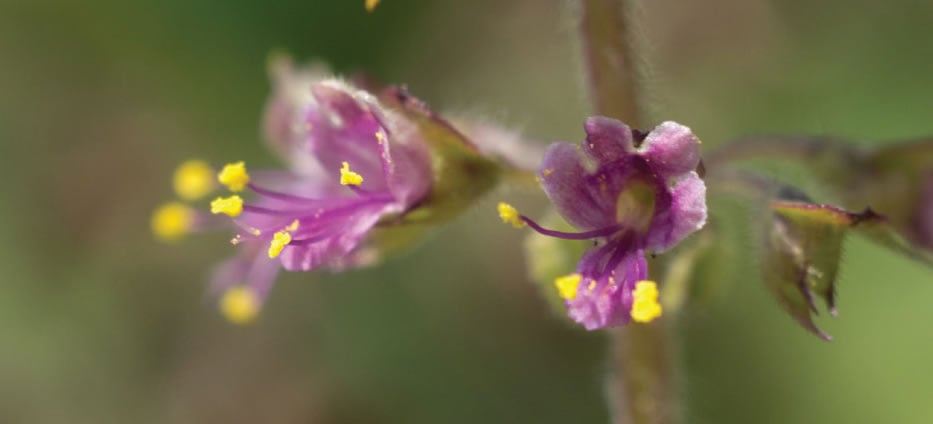 Holy Basil Tulsi Ayurvedic Professionals Association